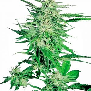 Big Bud Feminised Seeds