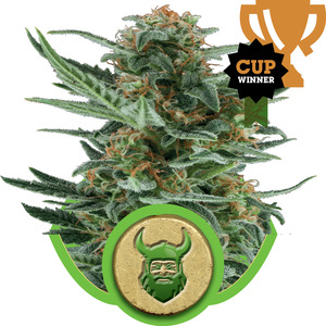 Royal Dwarf Auto Feminised Seeds
