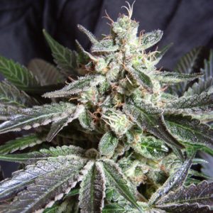 Black Jack Feminised Seeds