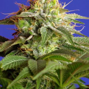 Green Poison Feminised Seeds