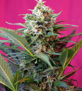 Big Devil XL Auto Feminised Seeds