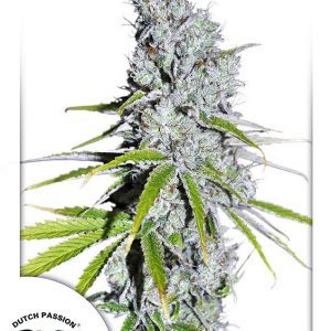 Skunk Haze CBD Feminised Seeds
