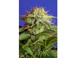 Green Poison F1 FAST Version Feminised Seeds