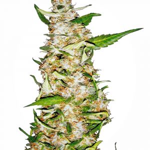 Skunk #1 Auto Feminised Seeds