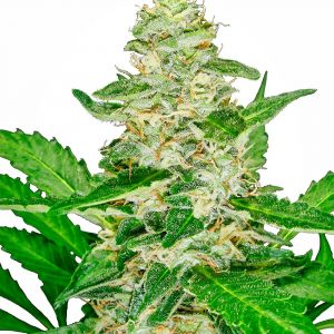 Super Skunk Auto Feminised Seeds