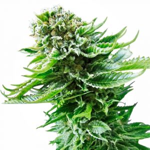 Northern Lights Auto Feminised Seeds