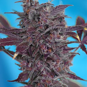 Black Cream Auto Feminised Seeds