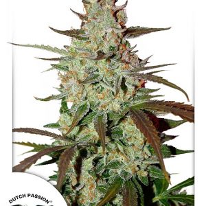 Blue Mazar Auto Feminised Seeds
