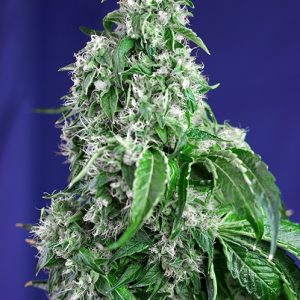 Big Devil F1 FAST Version Feminised Seeds