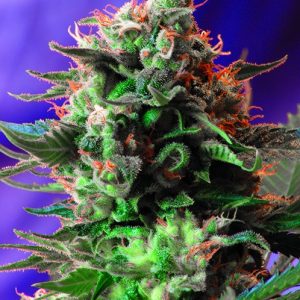 Jack 47 F1 FAST Version Feminised Seeds