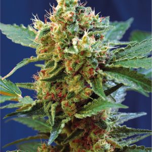 Cream Mandarine XL Auto Feminised Seeds