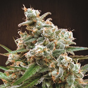 Nepal Jam Feminised Seeds