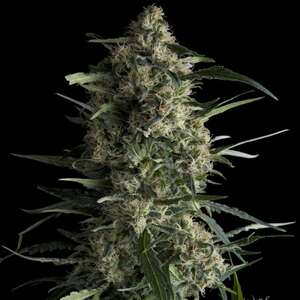 Galaxy Feminised Seeds