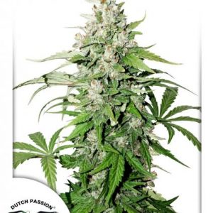 Cinderella Jack Auto Feminised Seeds