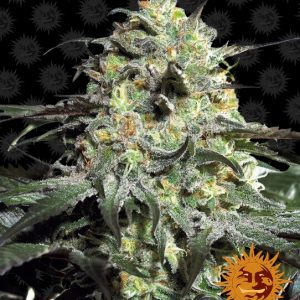 Peyote Cookies Feminised Seeds