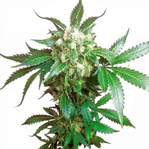 Black Domina Feminised Seeds