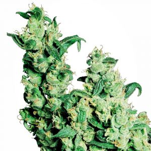 Jack Herer Feminised Seeds