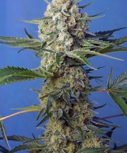 Crystal Candy F1 Fast Version Feminised Seeds