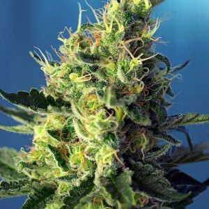 Sweet Pure CBD Feminised Seeds