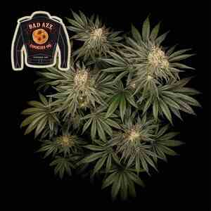 Badazz Cookies OG Feminised Seeds