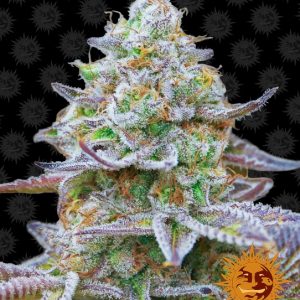 Gorilla Zkittlez Feminised Seeds