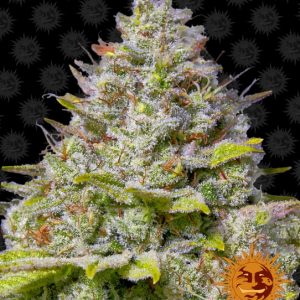 Blue Gelato 41 Feminised Seeds