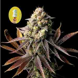 Gelato Feminised Seeds - Bulk x 100