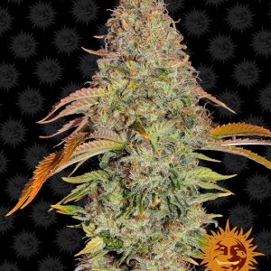 Zkittlez OG Auto Feminised Seeds