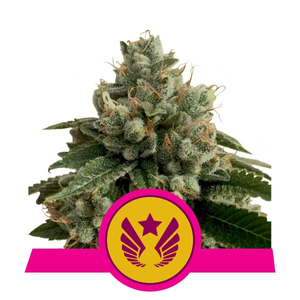 Legendary OG Punch Feminised Seeds