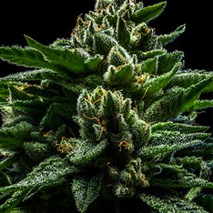 DO-G Feminised Seeds