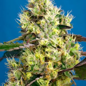 Sweet Gelato Auto Feminised Seeds