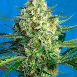 Jack 4 XL Auto Feminised Seeds