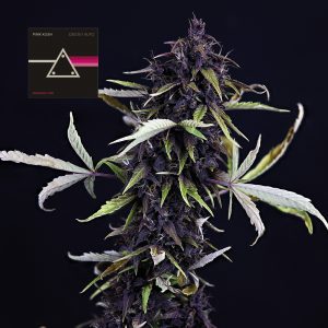 Pink Kush CBD 0:1 Auto Feminised Seeds
