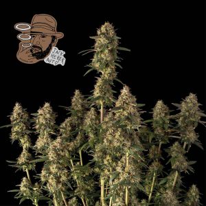 Jack Herer Auto Feminised Seeds