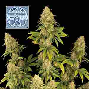 Doctor Seedsman CBD 0:1 Feminised Seeds