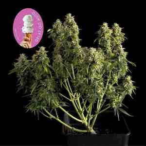 Gelat.OG Auto Feminised Seeds