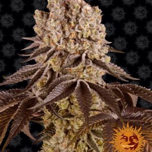 Purple Punch Feminised Seeds
