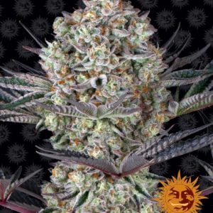 Dos Si Dos  Feminised Seeds