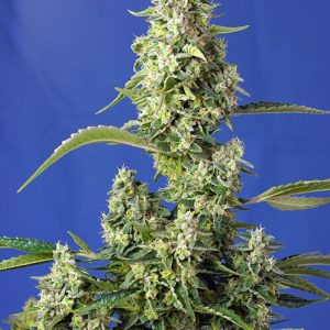 Gorilla Girl XL Auto Feminised Seeds