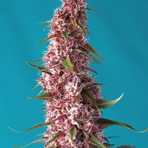 Red Pure CBD Auto Feminised Seeds