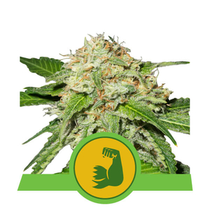 HulkBerry Auto Feminised Seeds