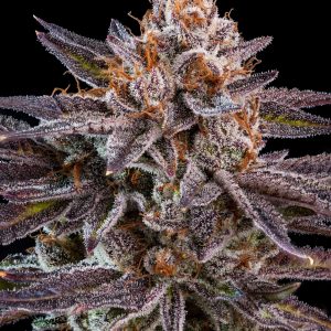 OMG Feminised Seeds