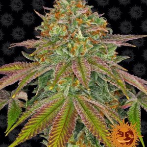 Wedding Cake Feminised Seeds