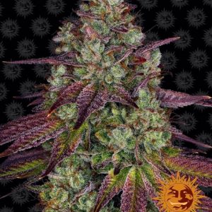 Mimosa EVO Feminised Seeds