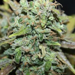Amnesia Auto Feminised Seeds - Bulk x 100