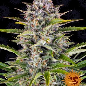 Gorilla Zkittlez Auto Feminised Seeds