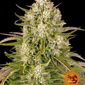Wedding Cake Auto Feminised Seeds