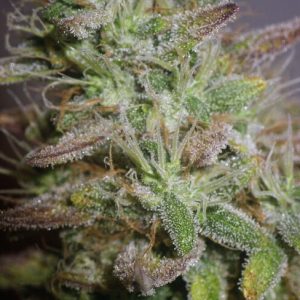 White Widow Feminised Seeds - Bulk x 100