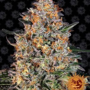 Bubba Kush Feminised Seeds