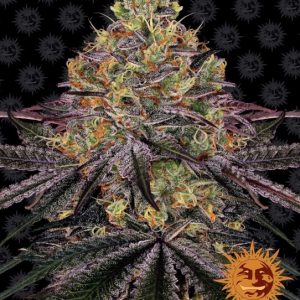 Watermelon Zkittlez Feminised Seeds
